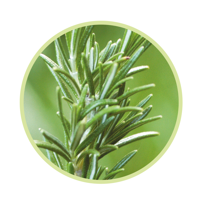 /img/icons/Rosmarin_Hygienespray.png /img/icons/Rosmarin_Hygienespray.png