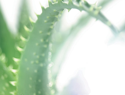 Aloe Vera - Unusual diversity from a single plant