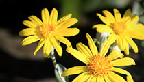 Arnica – Relaxing and refreshing