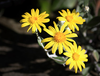 Arnica – Relaxing and refreshing