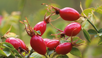 The rose hip - nature's glowing gift