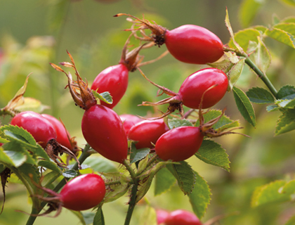 The rose hip - nature's glowing gift