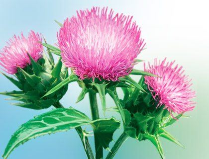 Milk Thistle