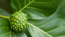Healthy and active with noni, the fruit of life in the South Seas