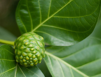 Healthy and active with noni, the fruit of life in the South Seas