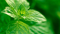Peppermint is spice and medicinal plant of the mint genus.