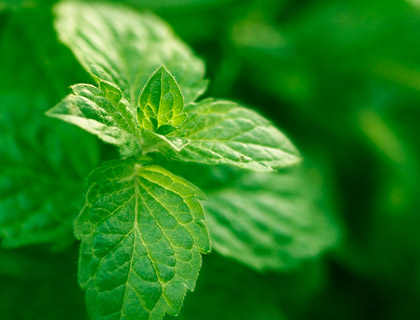 Peppermint leaves - breathe them in!