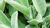 Because of their high content of healing and antibacterial essential oils, preparations made from sage leaves have been valued since ancient times as a remedy for respiratory problems.