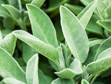 Irritation in the throat - sage leaves can help