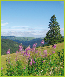 Black Forest
