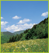 Black Forest