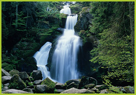 Black Forest